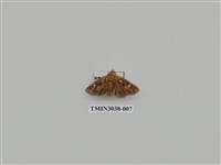 藏品(夜蛾701)的圖片